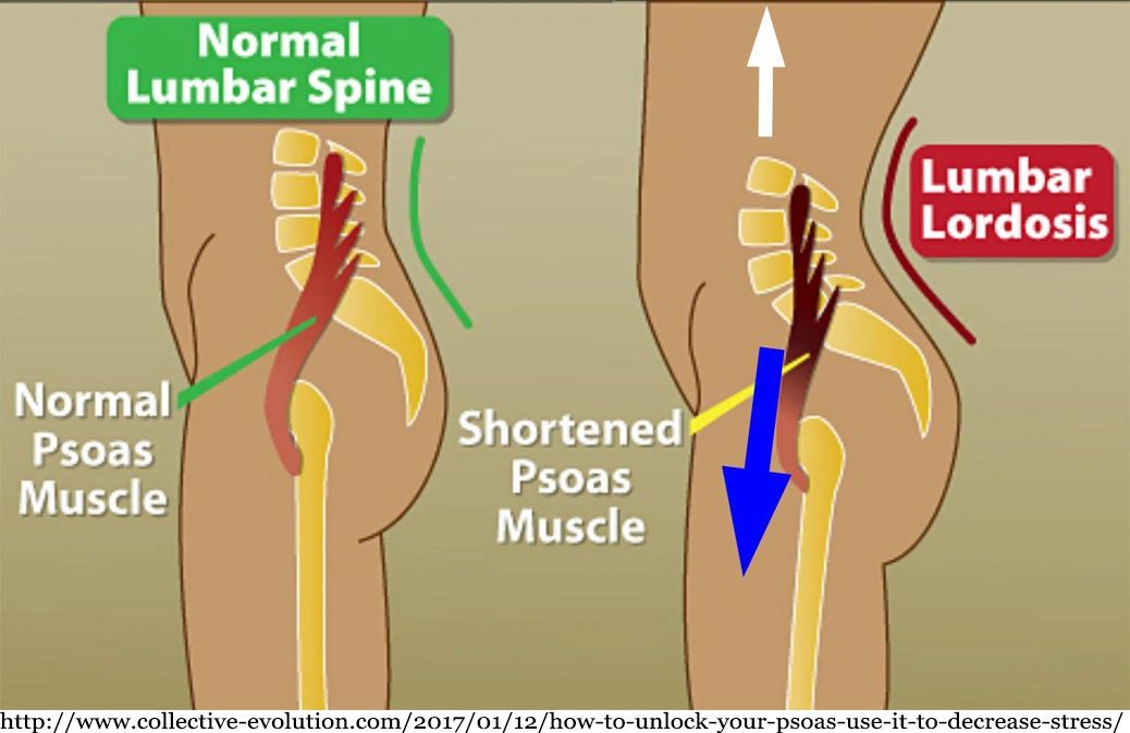 the fight or flight muscle the psoas